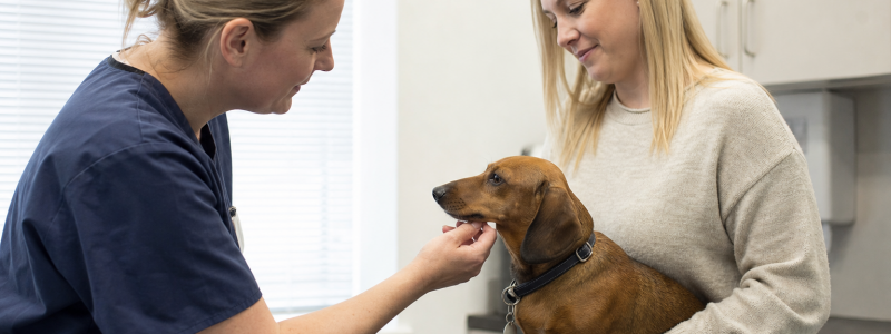 New Pet Owner Checklist for Epsom Families