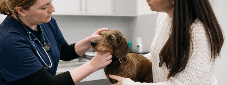 Why Regular Vet Visits Save Money