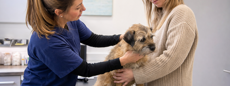 Why Preventative Healthcare Matters for Pets in Epsom