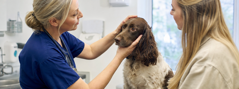 How Much Does a Vet Cost in Epsom?
