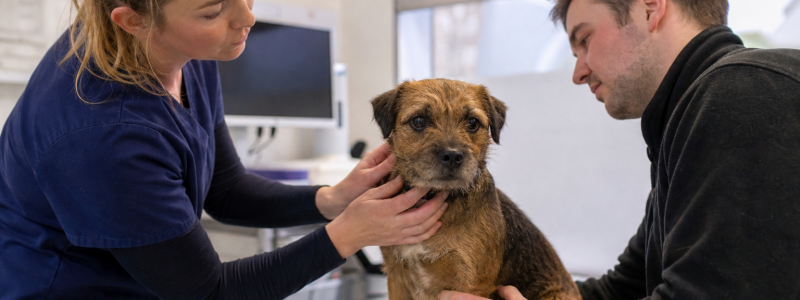 The Role of Preventative Care in Pet Longevity