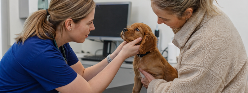 Puppy & Kitten Health Checks Explained