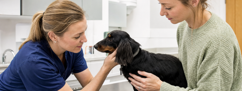 The Cost of Owning a Pet in Surrey
