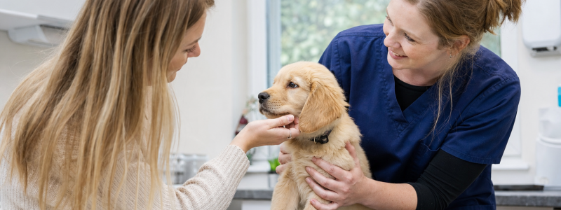 Bringing Home a New Puppy in Epsom