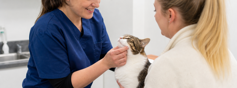 Keeping Cats Safe in Leatherhead Homes
