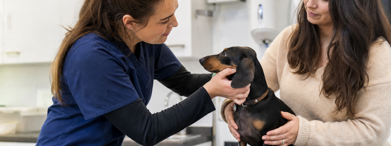 How to Prepare Your Pet for Their First Vet Visit