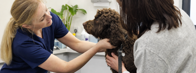 Pet Health Risks for Dogs Walking on Epsom Downs