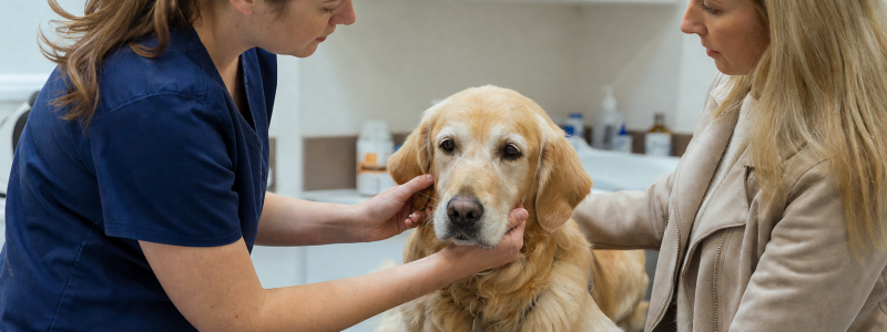 Best Dog Walking Spots in Epsom and Leatherhead